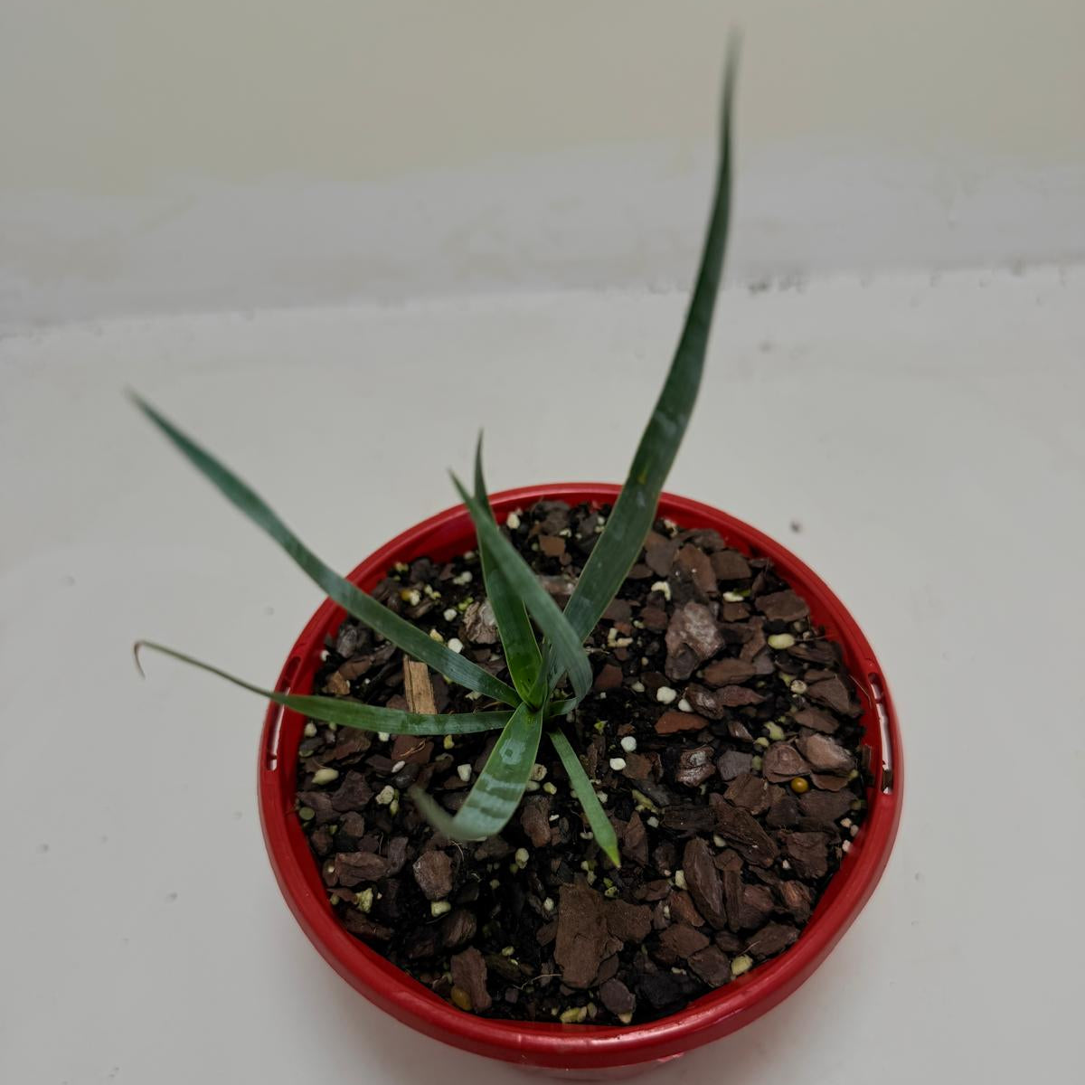 Buy Yucca rostrata Grey Green | Outdoor Feature Plant