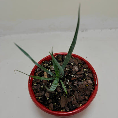 Buy Yucca rostrata Grey Green | Outdoor Feature Plant