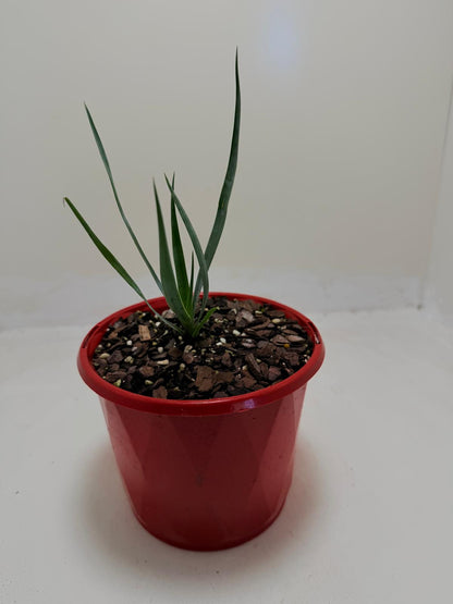 Buy Yucca rostrata Grey Green | Outdoor Feature Plant