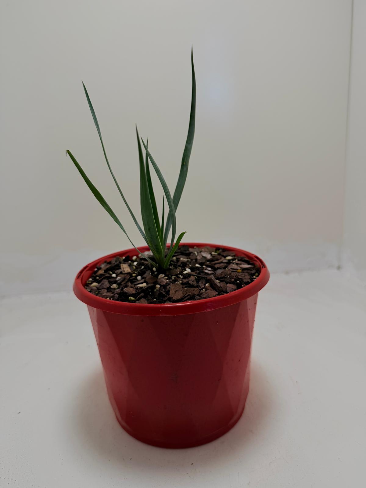 Buy Yucca rostrata Grey Green | Outdoor Feature Plant