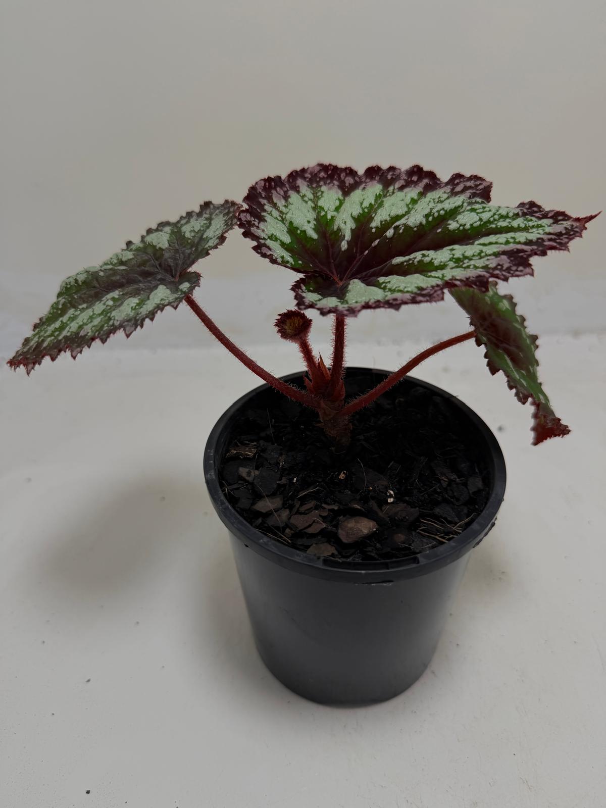 Buy Begonia Fireworks | Statement Indoor Plant