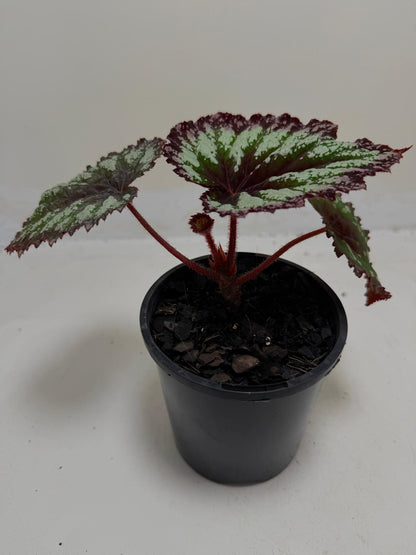 Buy Begonia Fireworks | Statement Indoor Plant
