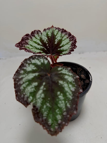 Buy Begonia Fireworks | Statement Indoor Plant