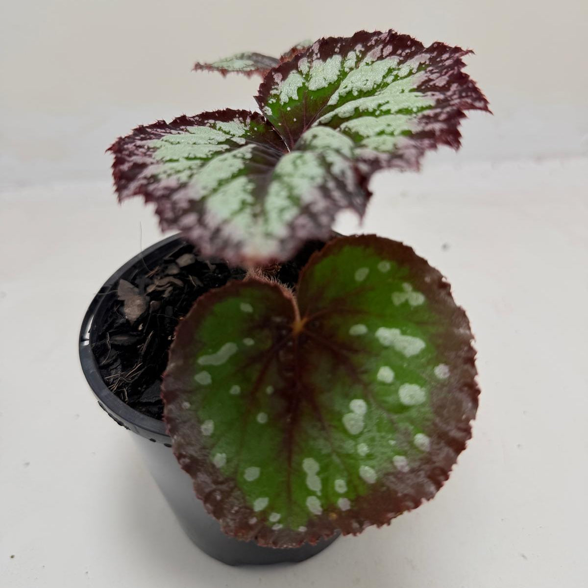 Buy Begonia Fireworks | Statement Indoor Plant