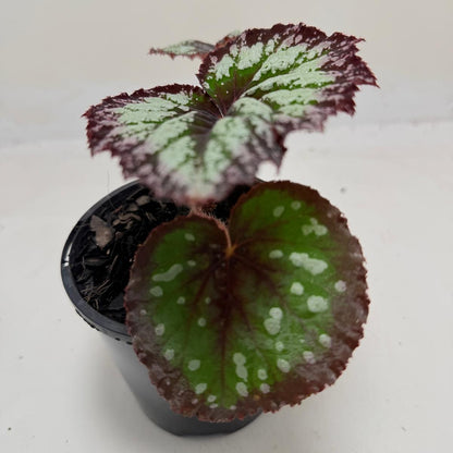 Buy Begonia Fireworks | Statement Indoor Plant