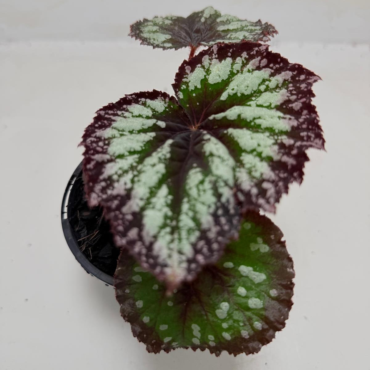 Buy Begonia Fireworks | Statement Indoor Plant
