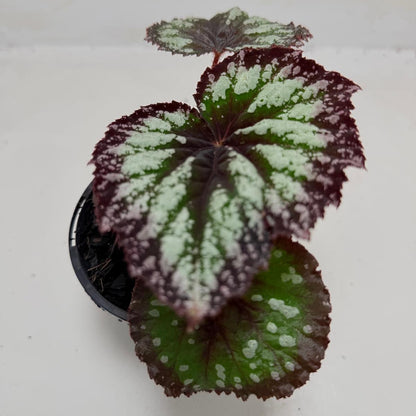 Buy Begonia Fireworks | Statement Indoor Plant
