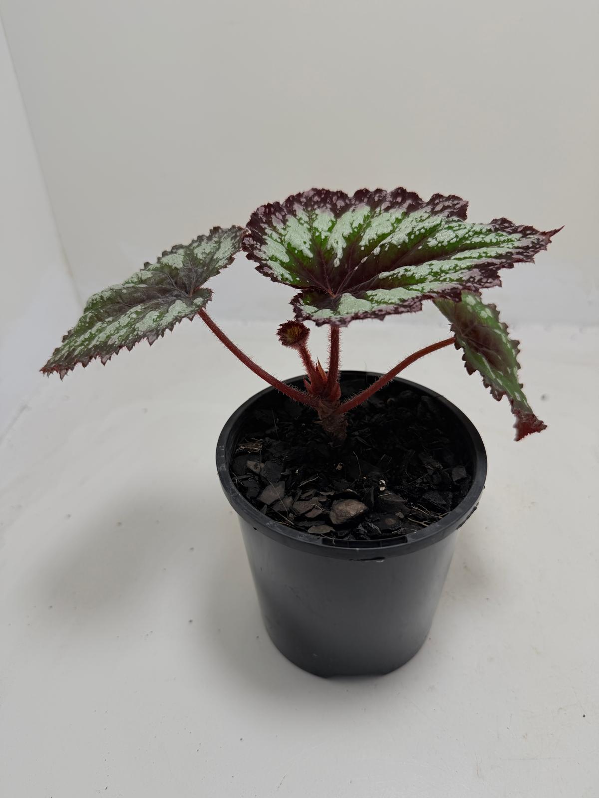 Buy Begonia Fireworks | Statement Indoor Plant