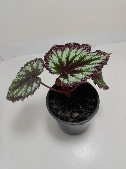 Buy Begonia Fireworks | Statement Indoor Plant