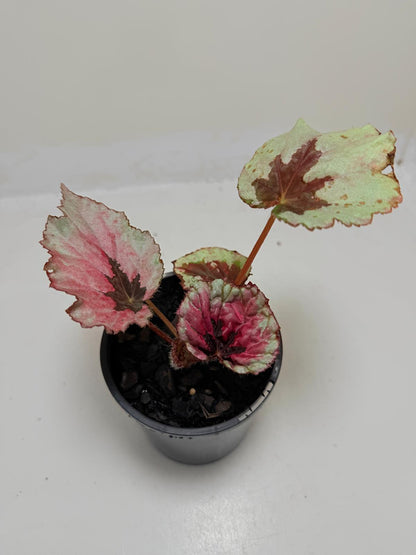 Buy Begonia Roby Slippers | Indoor Decorative Plant