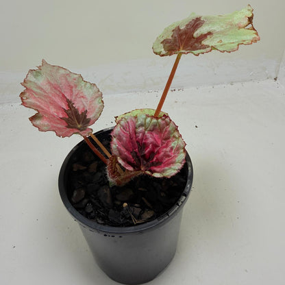 Buy Begonia Roby Slippers | Indoor Decorative Plant