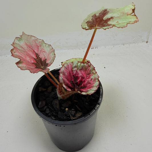 Buy Begonia Roby Slippers | Indoor Decorative Plant