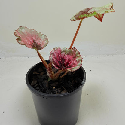 Buy Begonia Roby Slippers | Indoor Decorative Plant