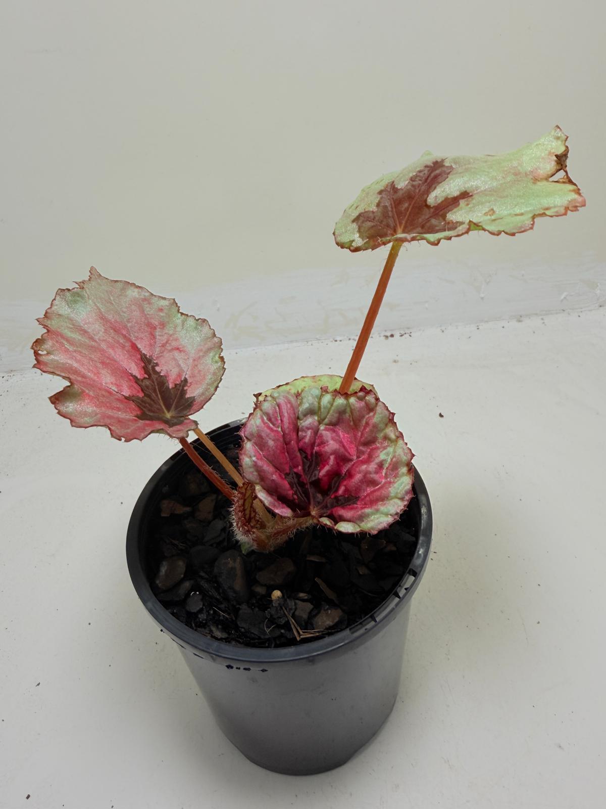 Buy Begonia Roby Slippers | Indoor Decorative Plant