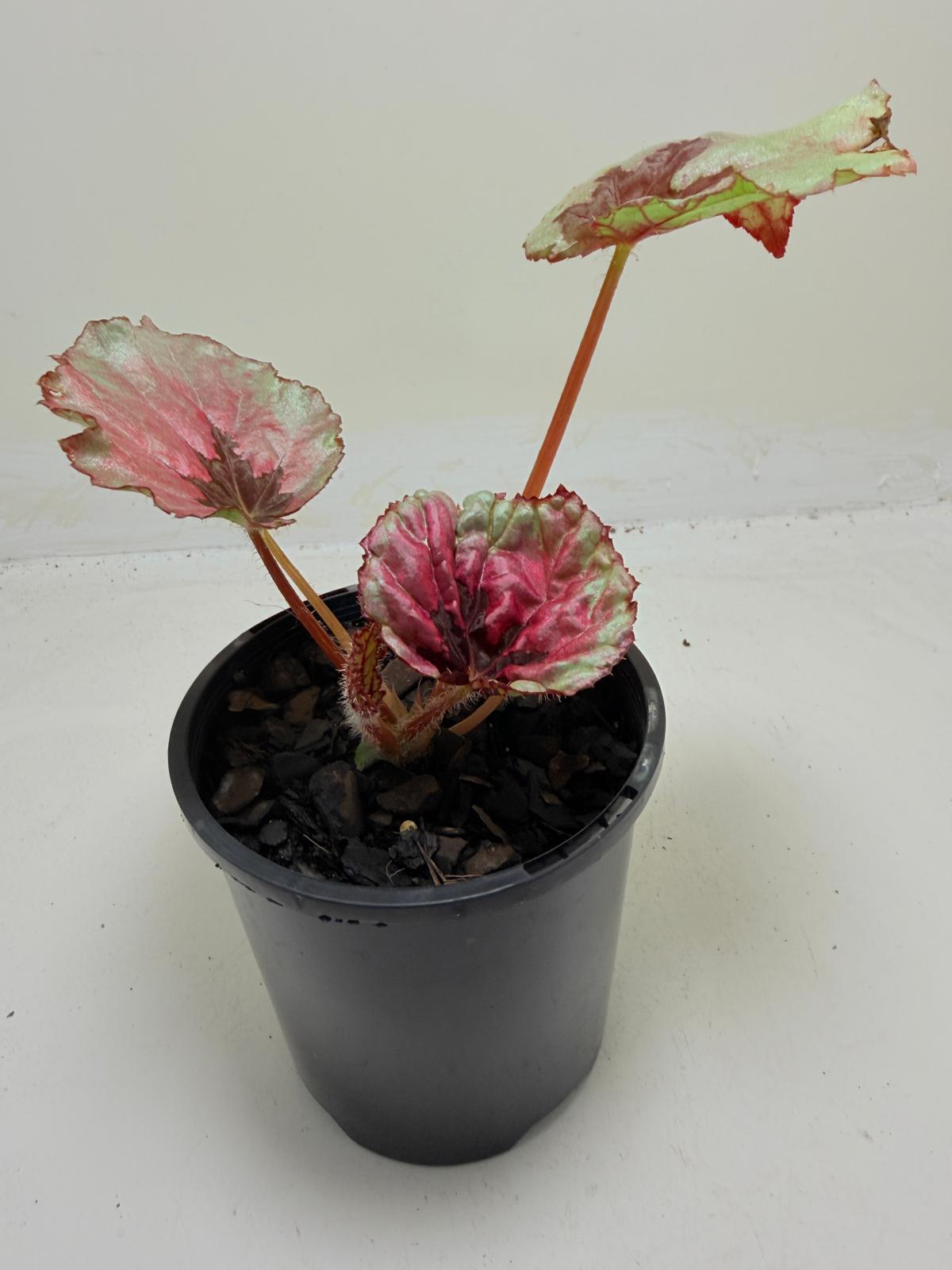 Buy Begonia Roby Slippers | Indoor Decorative Plant