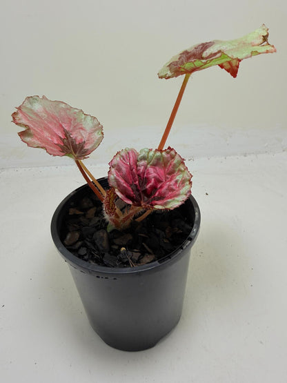 Buy Begonia Roby Slippers | Indoor Decorative Plant
