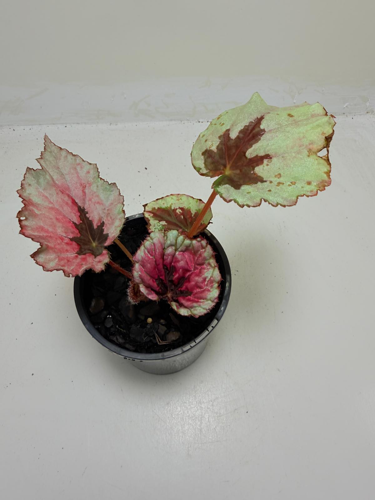 Buy Begonia Roby Slippers | Indoor Decorative Plant