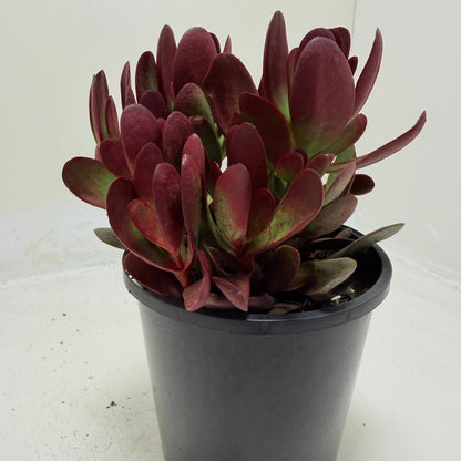 Buy Crassula atropurpurea | Indoor & Outdoor Plant