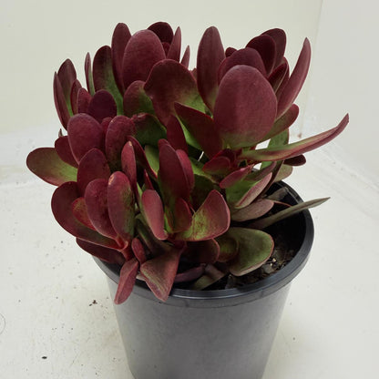 Buy Crassula atropurpurea | Indoor & Outdoor Plant