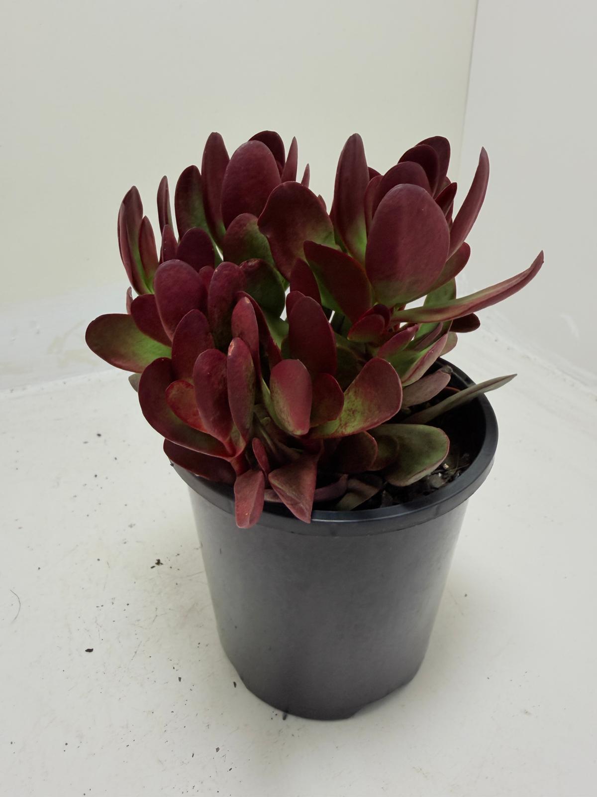 Buy Crassula atropurpurea | Indoor & Outdoor Plant