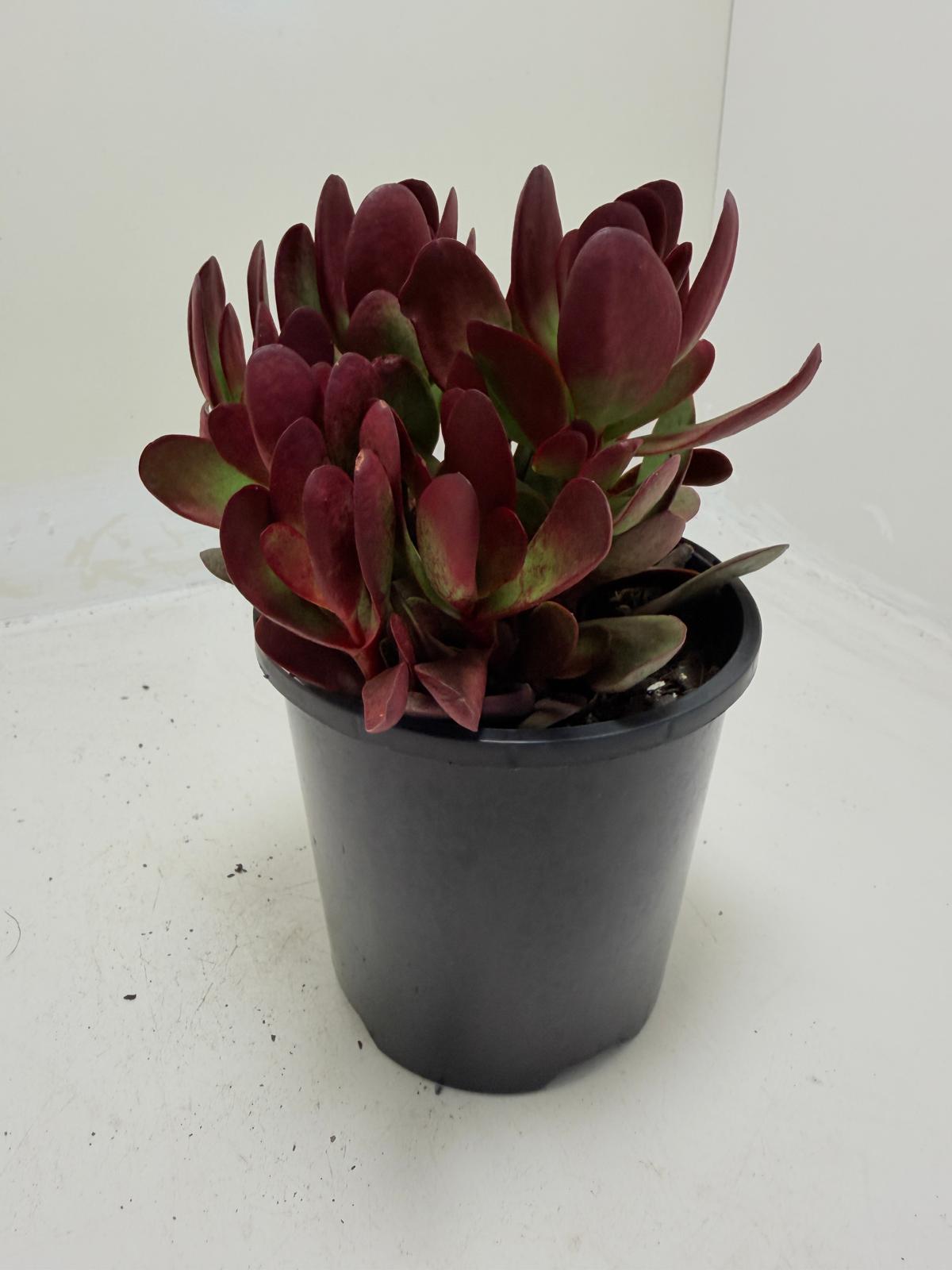 Buy Crassula atropurpurea | Indoor & Outdoor Plant