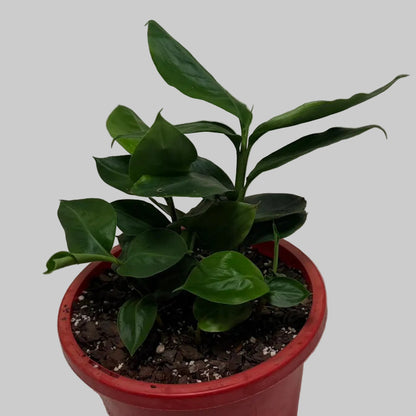 Buy False Cardamom | Statement Indoor Plant