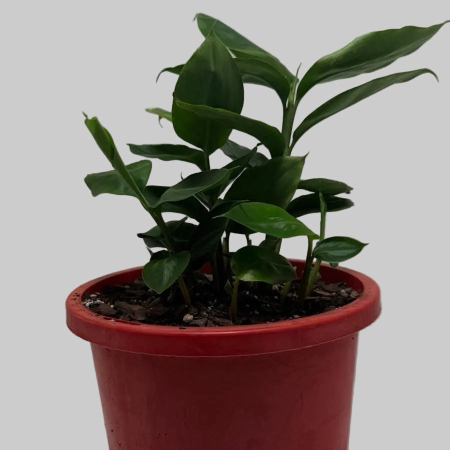 Buy False Cardamom | Statement Indoor Plant