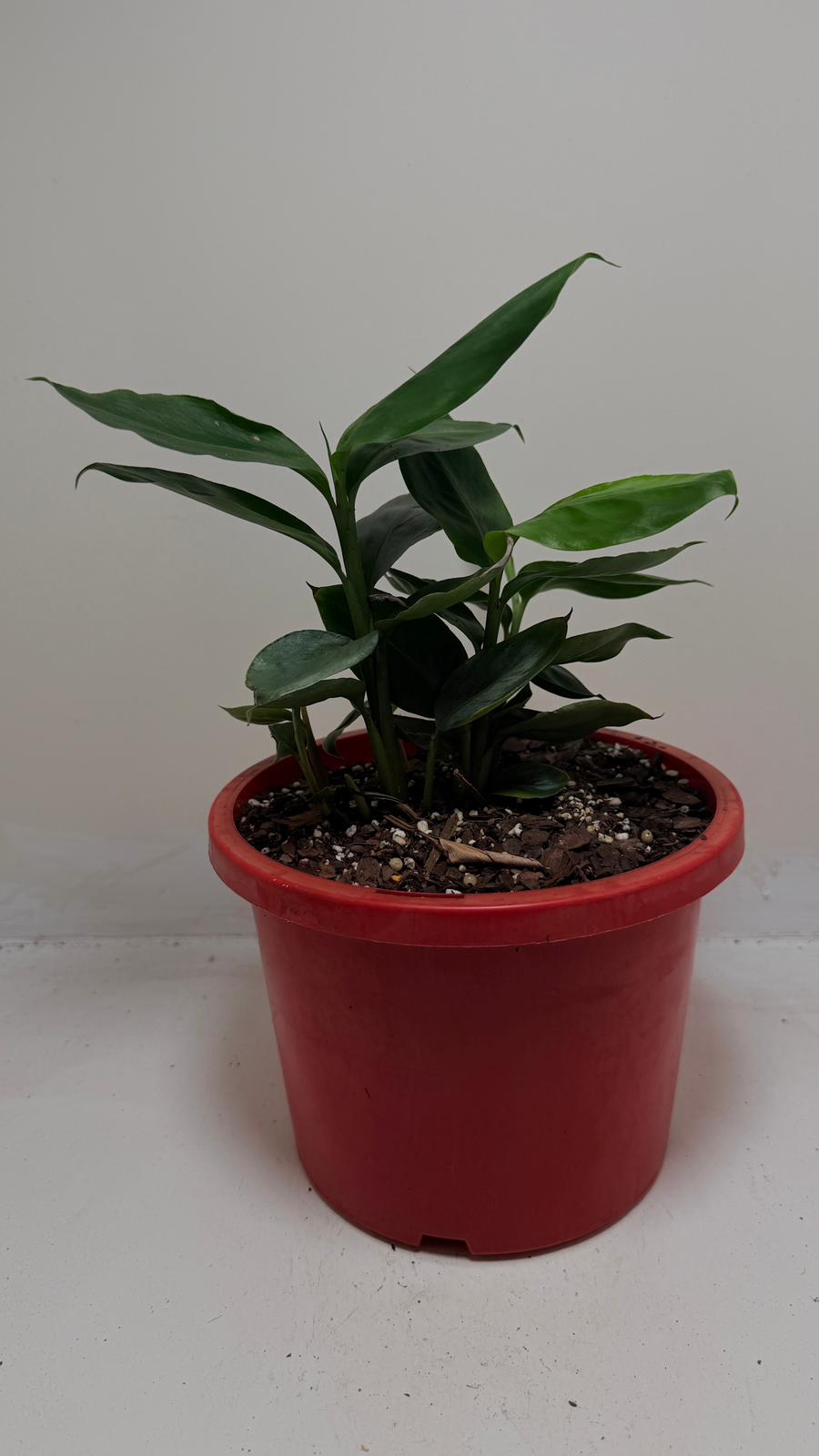 Buy False Cardamom | Statement Indoor Plant