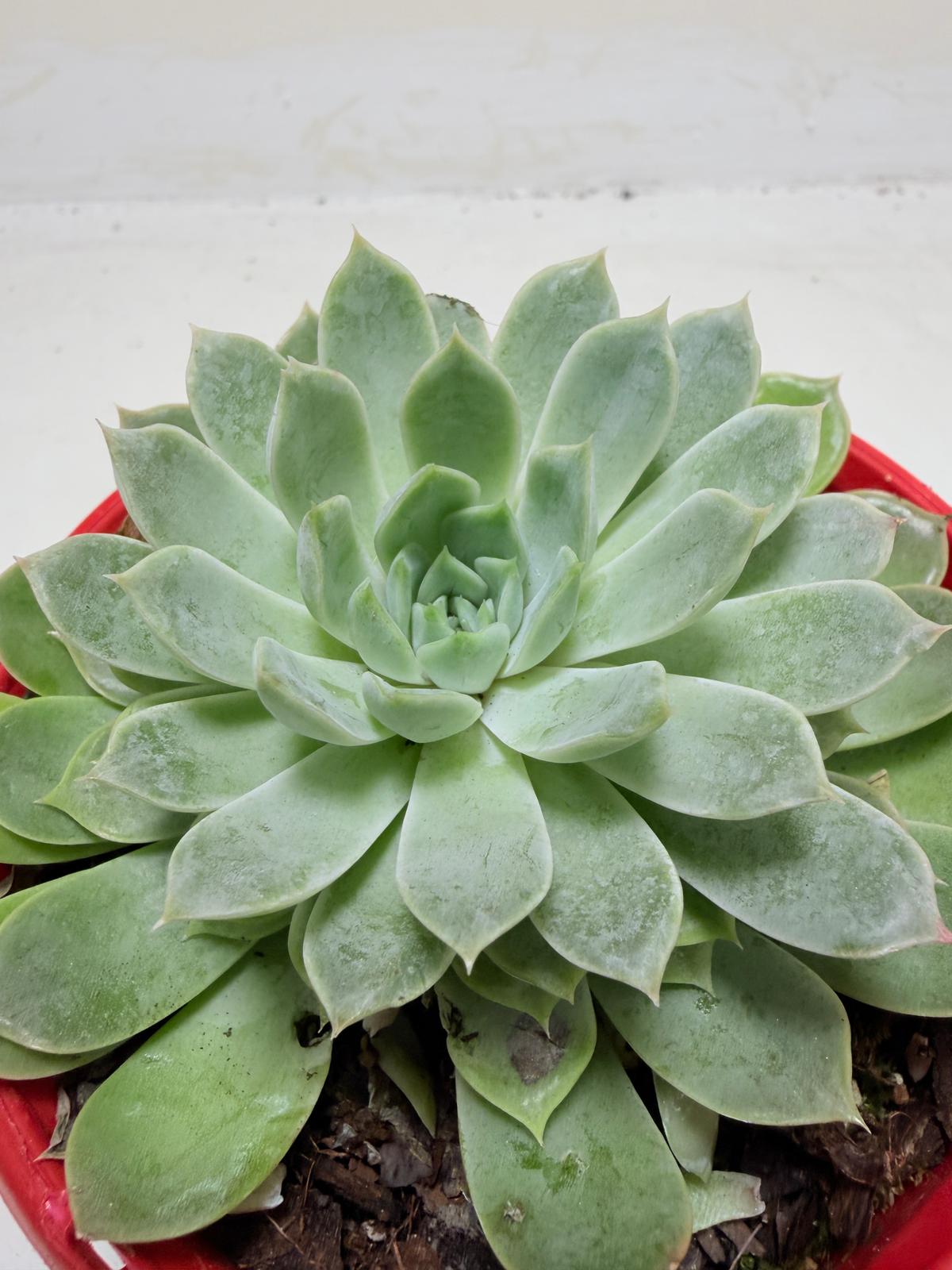 Buy Echeveria Lilac Dream | Indoor & Outdoor Plant