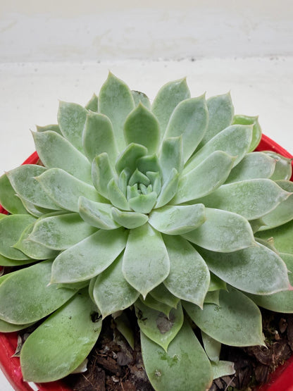 Buy Echeveria Lilac Dream | Indoor & Outdoor Plant