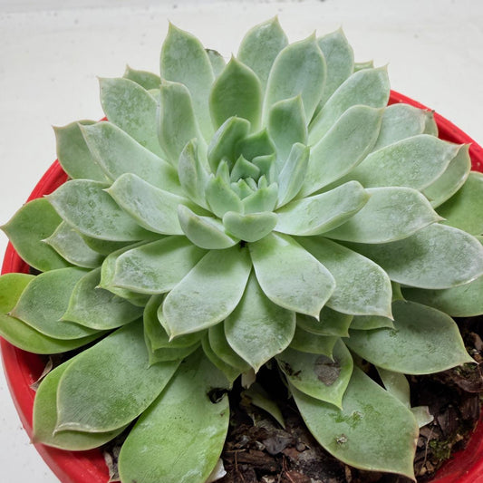Buy Echeveria Lilac Dream | Indoor & Outdoor Plant