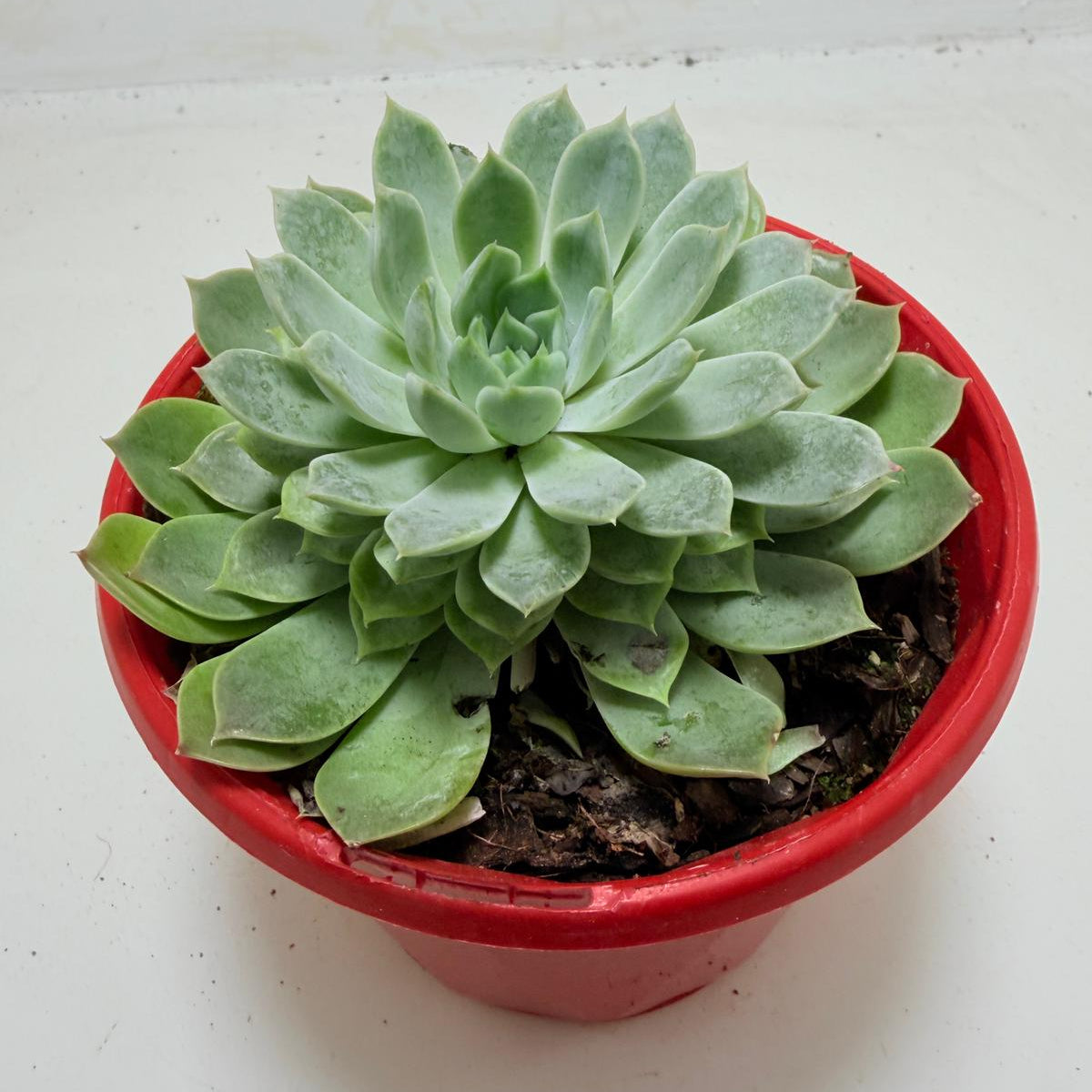 Buy Echeveria Lilac Dream | Indoor & Outdoor Plant