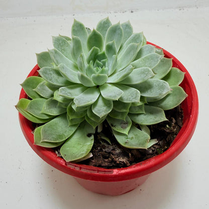 Buy Echeveria Lilac Dream | Indoor & Outdoor Plant