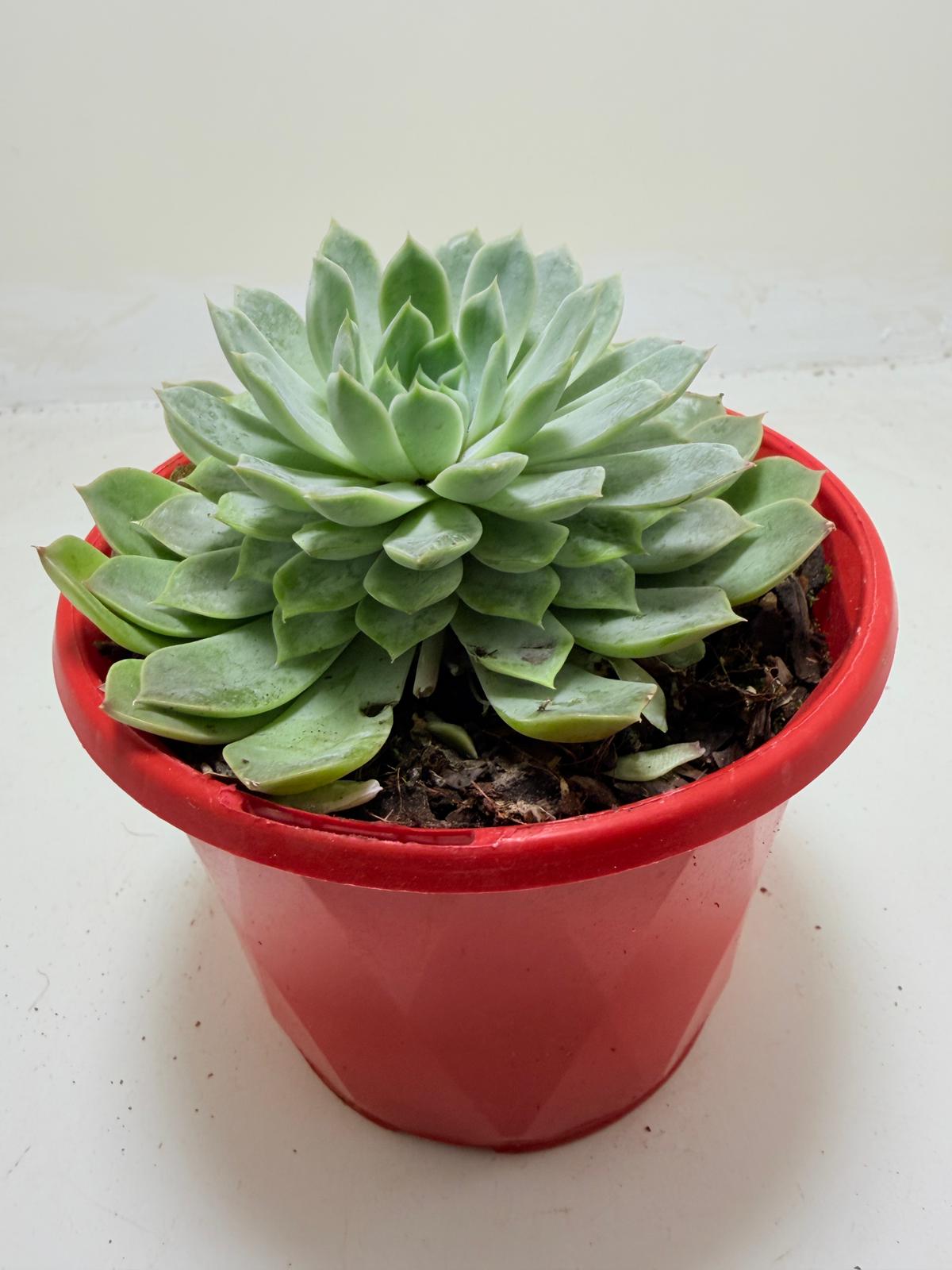 Buy Echeveria Lilac Dream | Indoor & Outdoor Plant