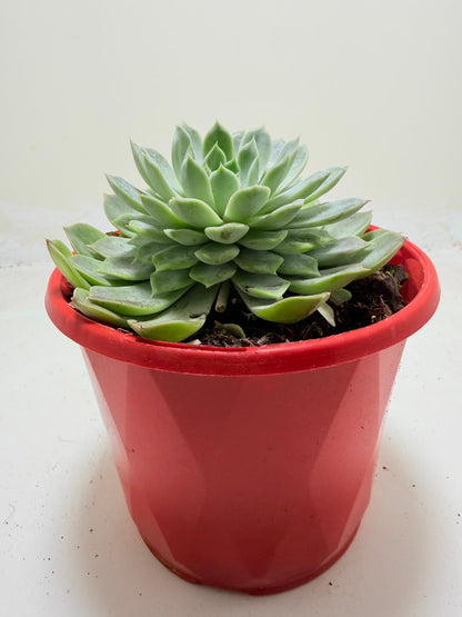 Buy Echeveria Lilac Dream | Indoor & Outdoor Plant