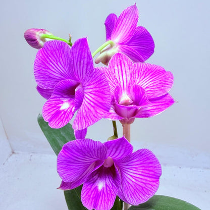 Dendrobium Burana Stripe 100mm