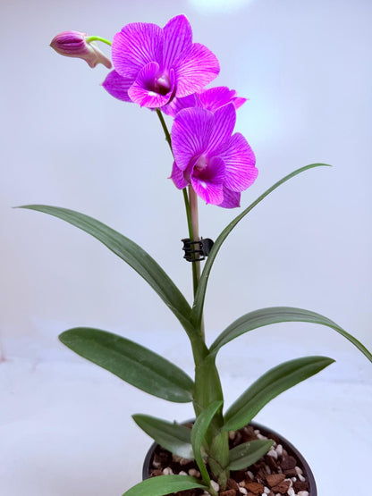 Dendrobium Burana Stripe 100mm