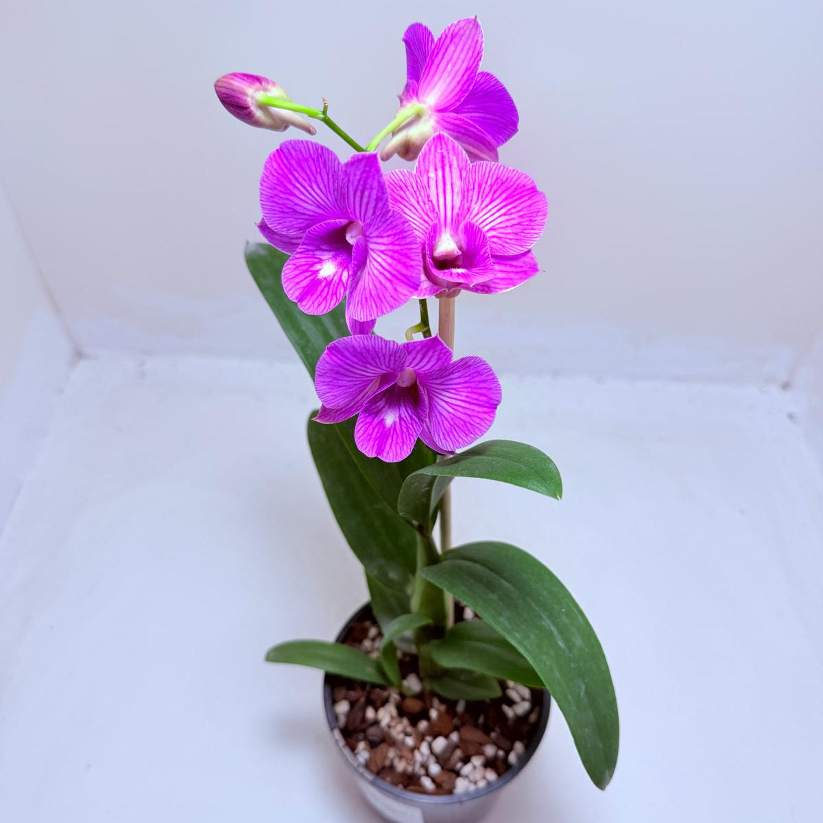 Dendrobium Burana Stripe 100mm