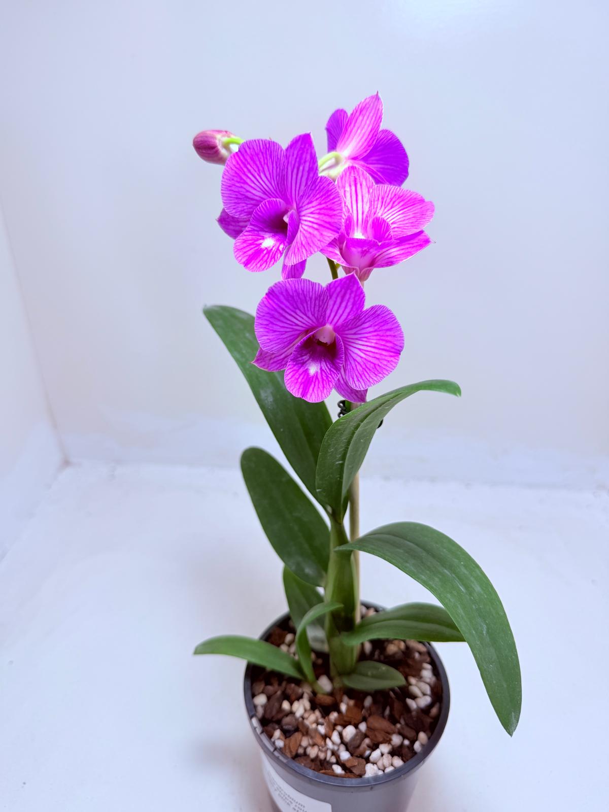 Dendrobium Burana Stripe 100mm