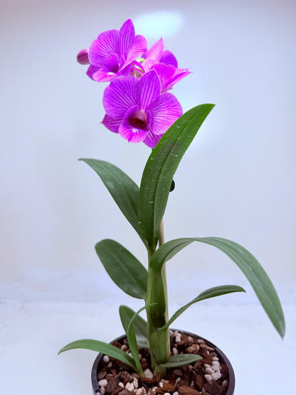 Dendrobium Burana Stripe 100mm