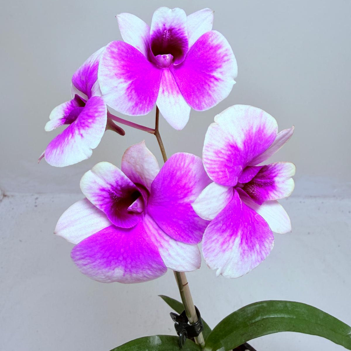 Buy Dendrobium 'Yaya Victoria' | Easy Care Orchid|100mm