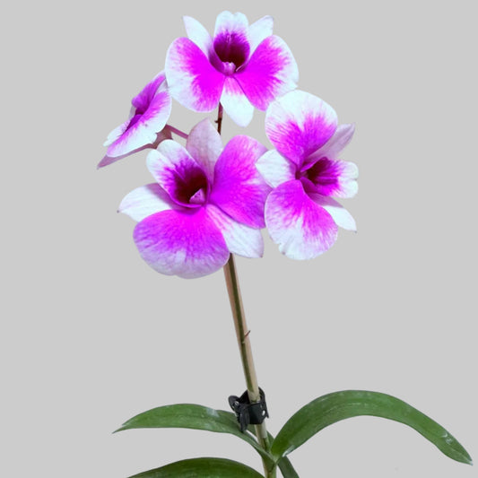 Buy Dendrobium 'Yaya Victoria' | Easy Care Orchid|100mm