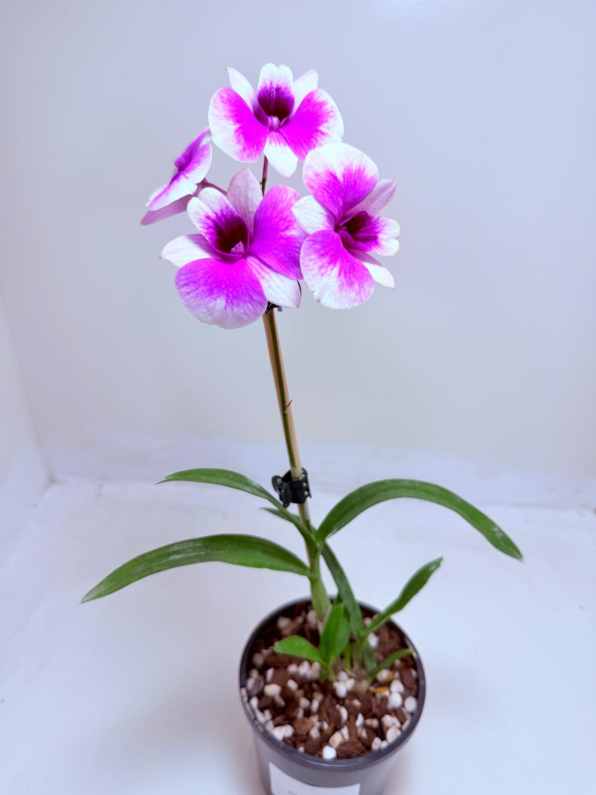 Buy Dendrobium 'Yaya Victoria' | Easy Care Orchid|100mm