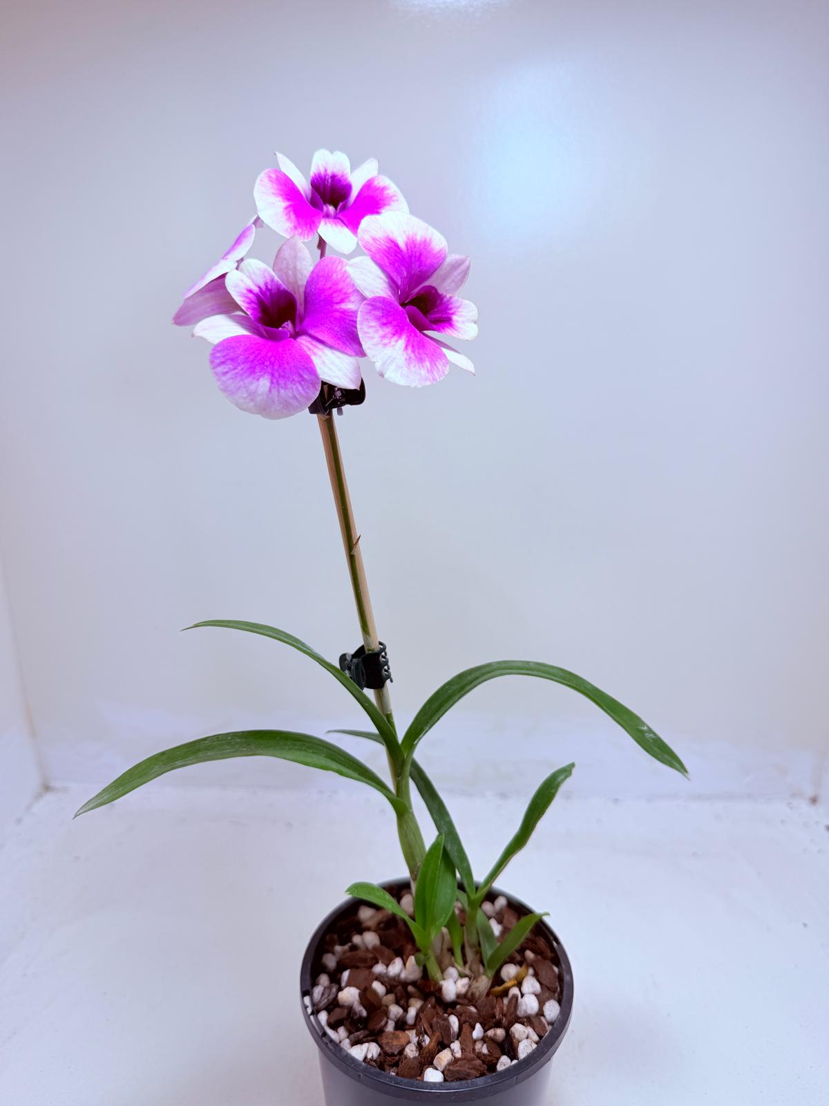 Buy Dendrobium 'Yaya Victoria' | Easy Care Orchid|100mm