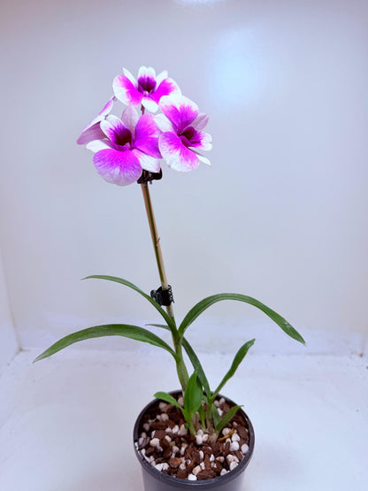 Buy Dendrobium 'Yaya Victoria' | Easy Care Orchid|100mm