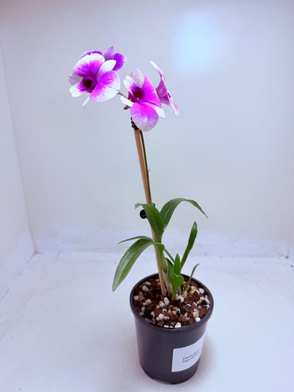 Buy Dendrobium 'Yaya Victoria' | Easy Care Orchid|100mm