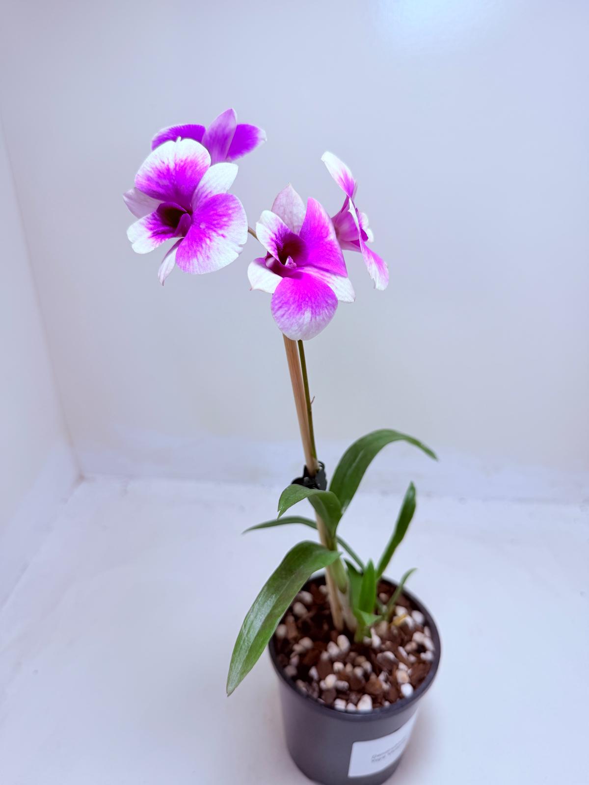 Buy Dendrobium 'Yaya Victoria' | Easy Care Orchid|100mm