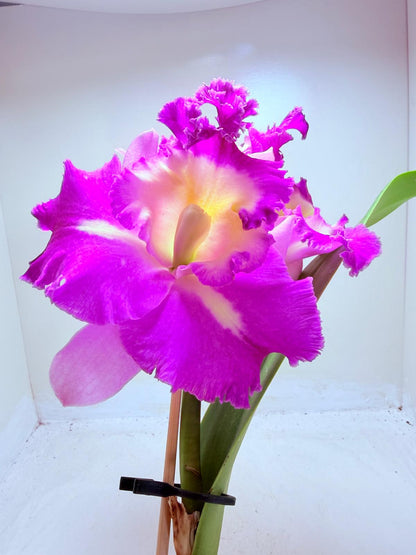 Buy Cattleya Rlc. Deception Royal Song ‘Topaz Fully Loaded’ Orchid | Rare Flowering Plant|100mm