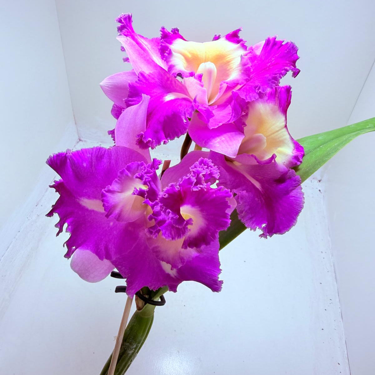 Buy Cattleya Rlc. Deception Royal Song ‘Topaz Fully Loaded’ Orchid | Rare Flowering Plant|100mm