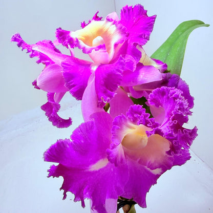 Buy Cattleya Rlc. Deception Royal Song ‘Topaz Fully Loaded’ Orchid | Rare Flowering Plant|100mm